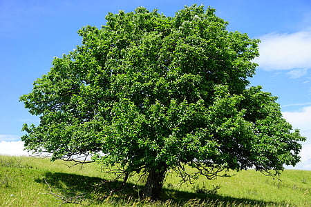 copac, în picioare singur, rand eniko maar, real whitebeam, Sorbus aria, haw, Sorbus