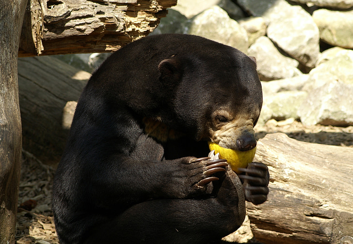 Malayan sun bear, Björn, Zoo, mat, Tiergarten, utfodring, äta
