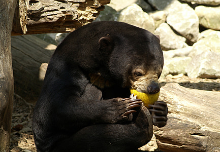 oso Malayo sol, oso de, Parque zoológico, alimentos, Tiergarten, alimentación, comer