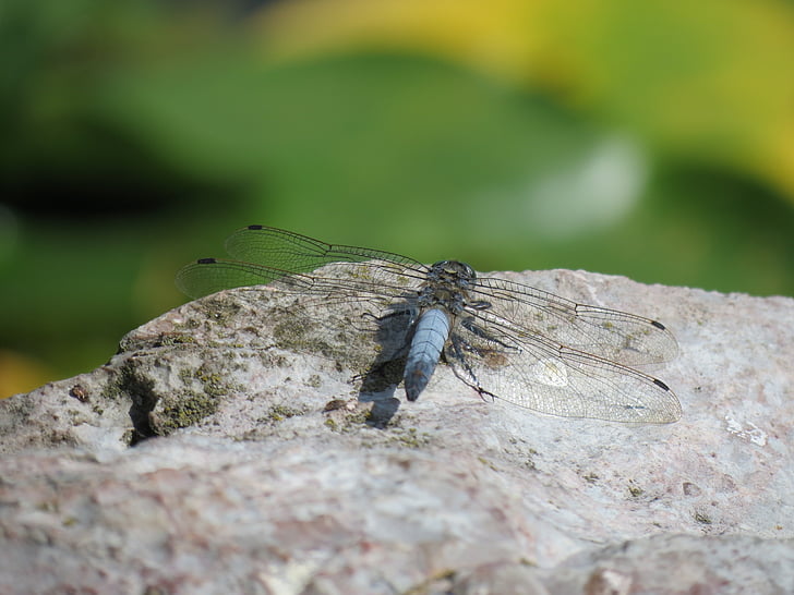 Dragonfly, zvíře, hmyz, Příroda, volně žijící zvířata, detail, venku