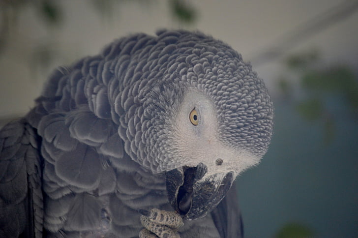 parrot, grey, feather, bird, african grey parrot, plumage, animal