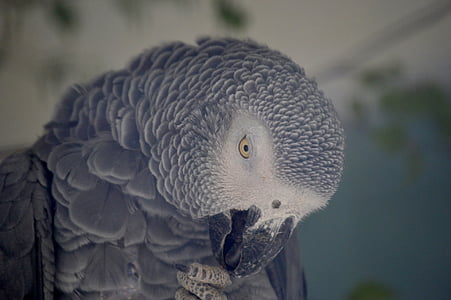 papegaai, grijs, veer, vogel, grijze roodstaart, verenkleed, dier