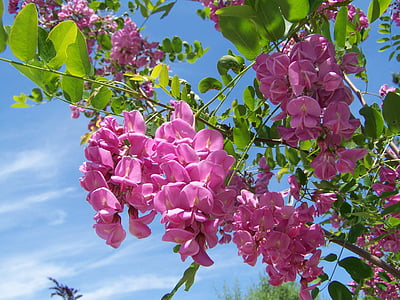 Acacia, Pink blomstret, forår, blomst, lyserød farve, ingen mennesker, plante