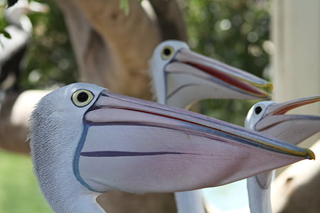 pelikan, animal, bill, pelican, bird, nature, wildlife