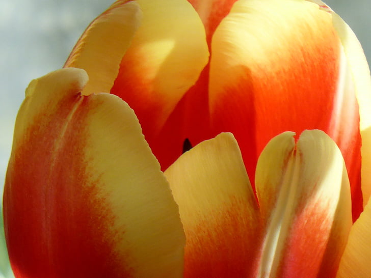 Tulipa, flor, natureza, planta, laranja, amarelo, flor