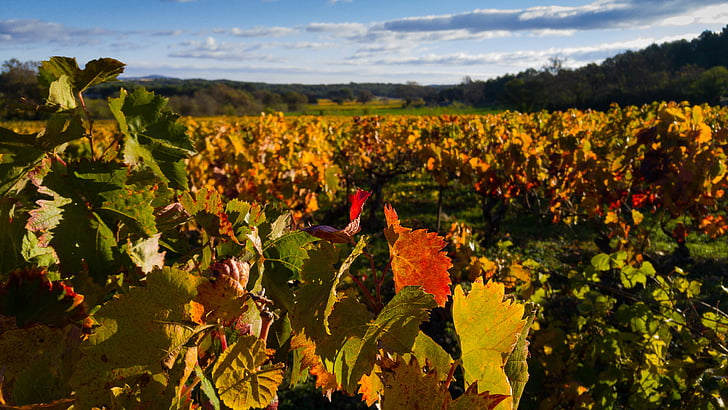 Vjesnik, vinove loze, vinograd, jesen, CEPS-a, grožđa, Poljoprivreda