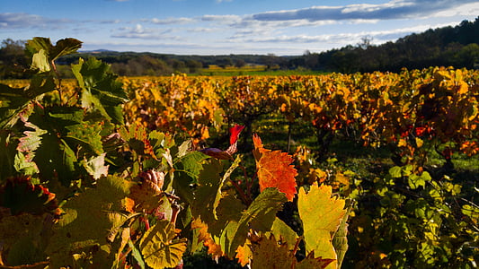Herald, vinné révy, vinice, na podzim, CEP, Modřenec, zemědělství