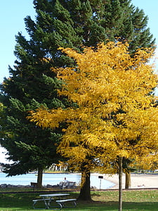 árbol, amarillo, verde, naturaleza, luz del sol, natural, árbol grande