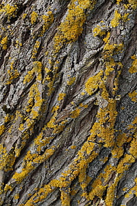 copac, lichen, lemn, scoarţă de copac, jurnal, natura, trib