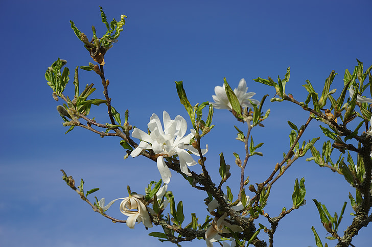magnolie estrela, Magnólia, flor, flor, Branco, arbusto ornamental, planta ornamental