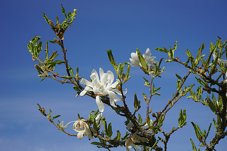 zvaigžņu magnolie, magnolijas, zieds, Bloom, balta, dekoratīvo krūmu, dekoratīvo augu