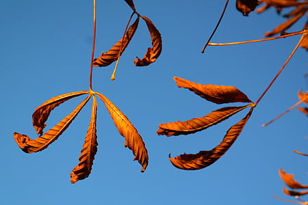 Есен листа, злато, есенните цветове, дърво, кестен, Кестена, обратно светлина