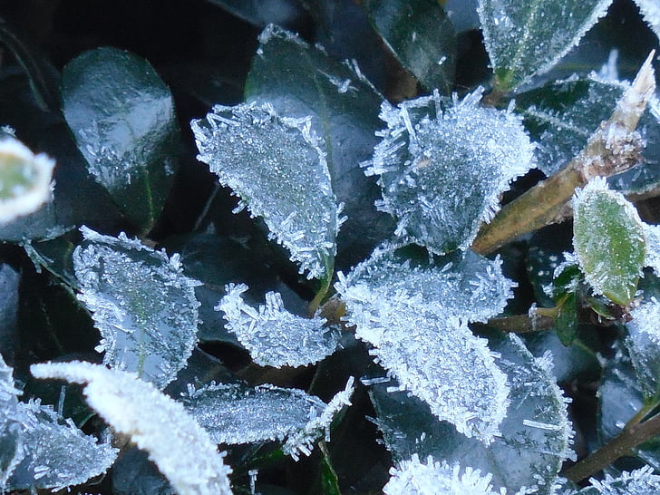 lá, Frost, Thiên nhiên, mùa đông, lá, lạnh, băng