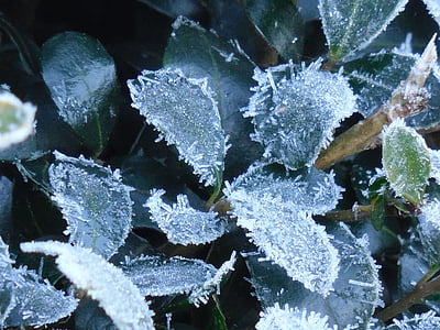 listi, Frost, narave, pozimi, listov, hladno, LED
