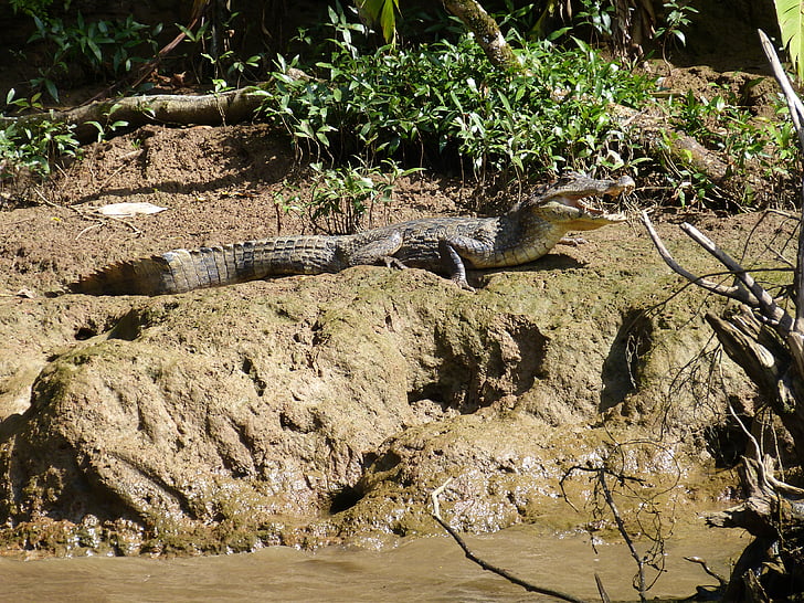 Cayman, reptilă, animale, dinte, musca, crocodil, periculoase