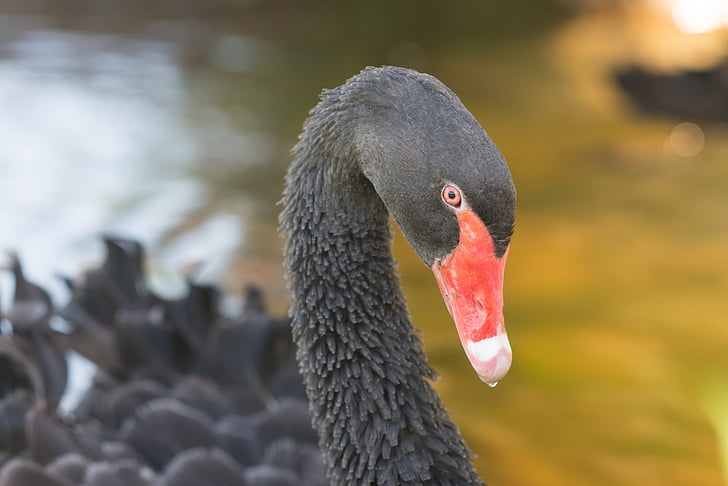 Swan, hitam, unggas, paruh