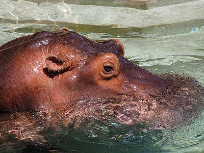 хипопотам, вода, затвори, хипопотам, бозайник, твърд, голям
