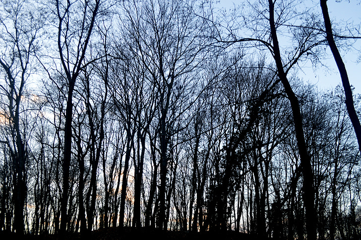 skogen, vinter, naturen, träd, trunk, Alsace, trä