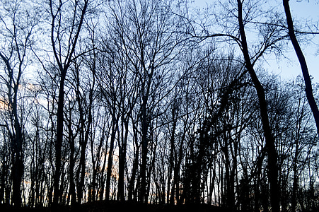 Metsä, talvi, Luonto, puut, runko, Alsace, puu