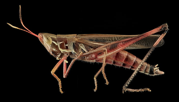belalang mengagumkan, satwa liar, alam, serangga, bug, antena, dipasang