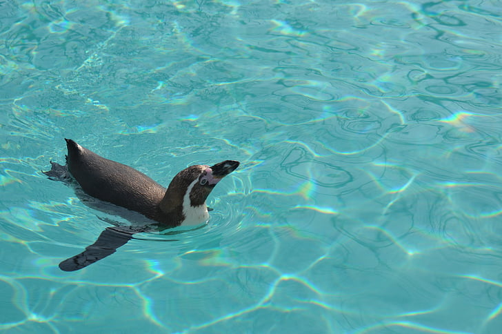 πιγκουίνος, Κολυμπήστε, ενυδρείο, στη θάλασσα, ζώο, άγρια φύση, φύση
