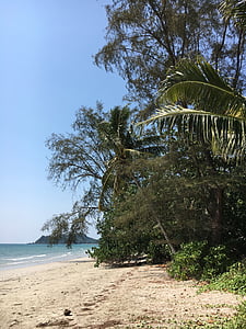 asia, thailand, koh chang, palm trees, landscape, beach, nature