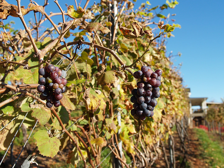 vineyard, wine, agriculture, food, harvest, fruit, plant