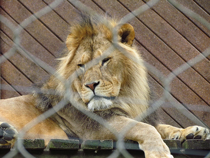 lion, cat, wild, wildlife, predator, carnivore, zoo