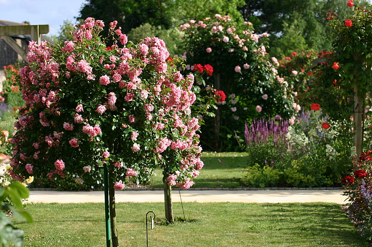 krzew róży, Rose bud, ogród, Latem
