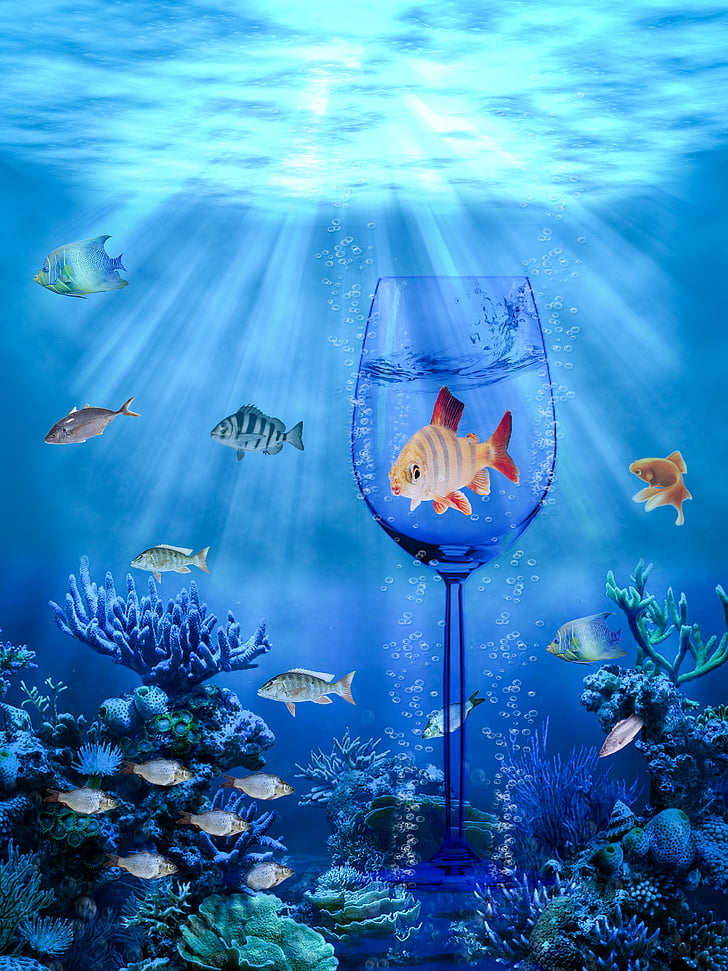fish, ocean, graphics, colors, sea, glass, depth