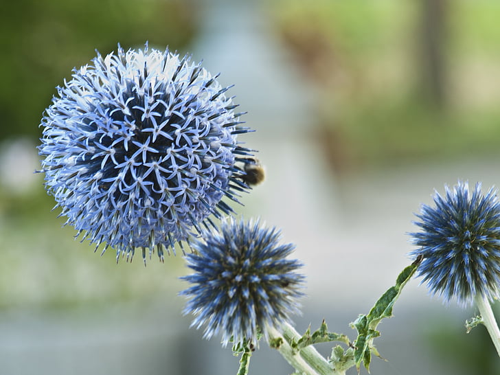 chardon, bleu, piquant, abeille