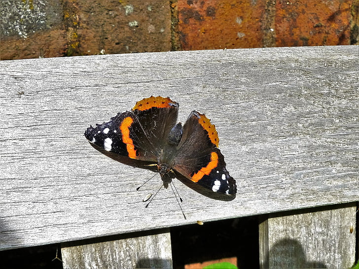 red admiral, butterfly, admiral, red, insect, colorful, summer