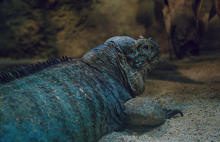 ninasarviku iguana, Iguana, looma, eluslooduse fotograafia, roomaja, kestendav, Zoo