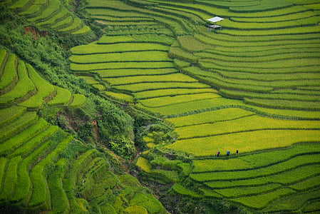photo, green, rice, terraces, field, crops, agriculture