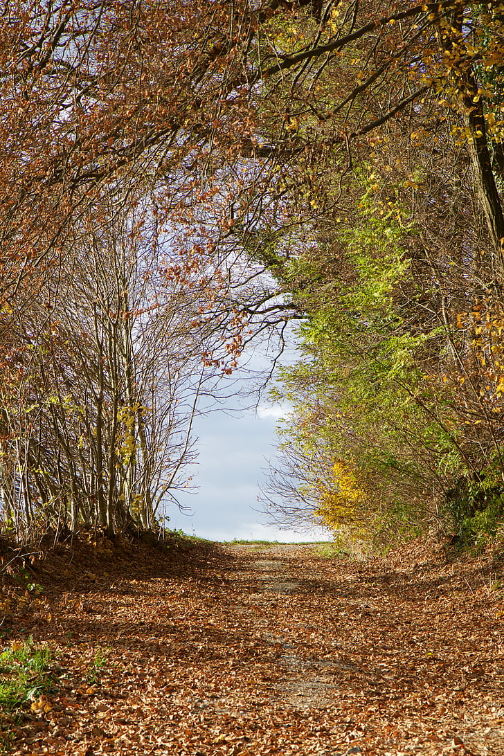 krajobraz, lasu, leśna ścieżka, jesień, jesienią liście, Natura, drzewo