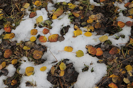 śnieg, Aspen, sezon, zimowe, Natura