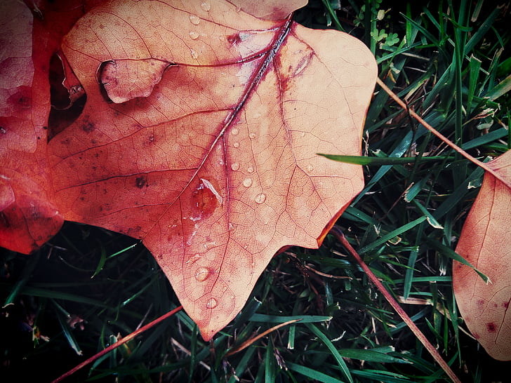ใบ, ฤดูใบไม้ร่วง, สี, หล่น, หญ้า, ฝน, ต้นไม้