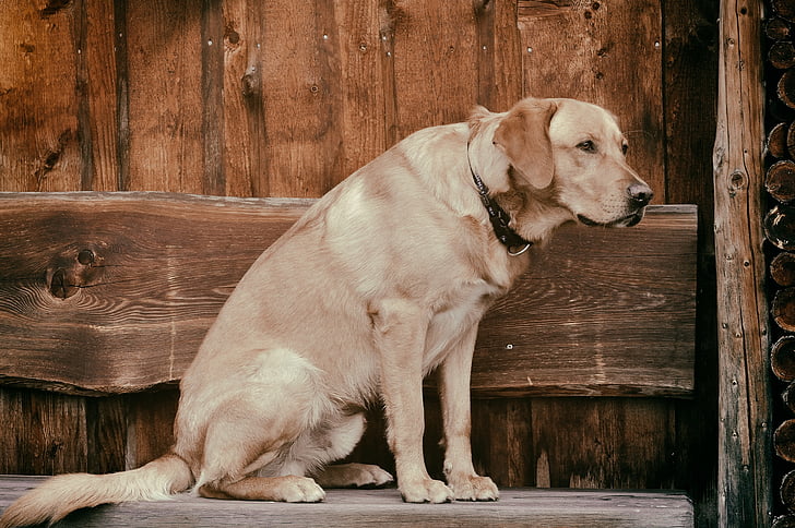 perro, animal, Labrador, mascota, Banco, madera, Foto antigua