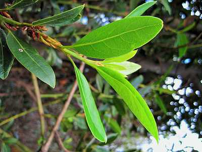 bobkový list vetvička, Leaf, Bay, Zelená, svetlo, aromatické, chuť