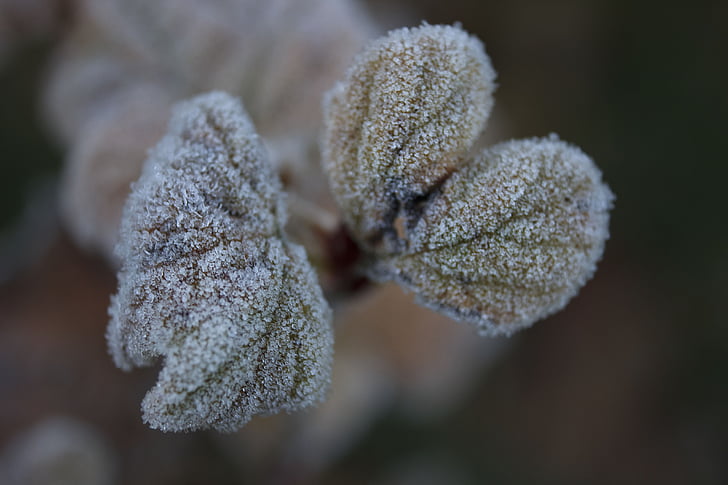 blad, Frost, bevroren, koude, ochtend, Bladeren, winter