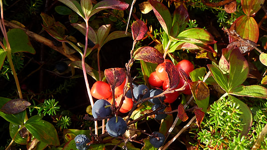 berries, blueberry, fruit, vitamin, freshness, food, red