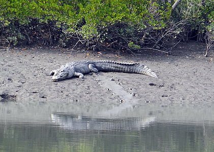 Krokodyl różańcowy, Crocodylus porosus, estuarium, Indo Pacyfiku krokodyla, Marine, Krokodyl morskich, zwierząt