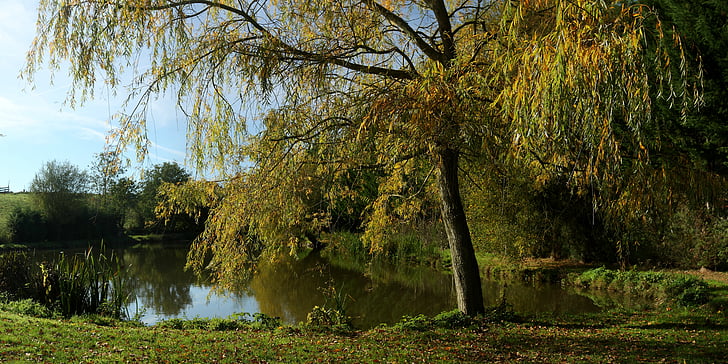 na podzim, Smuteční vrba, rybník, Příroda, strom, Les, venku