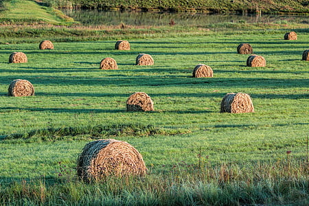 bales, fodder, hay, cattle feed, farm, agriculture, straw