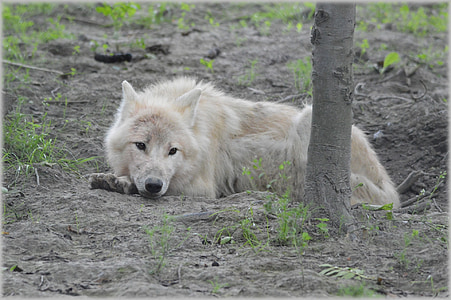 Lobo, depredador, lobo Europeo, lana gris, Lobo blanco, perro, animal