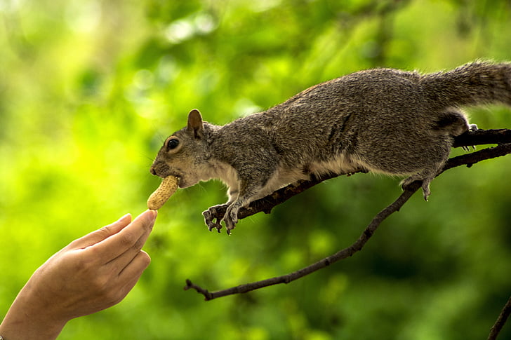 mókus, kéz, állat, természet, szőrme, barna, eszik