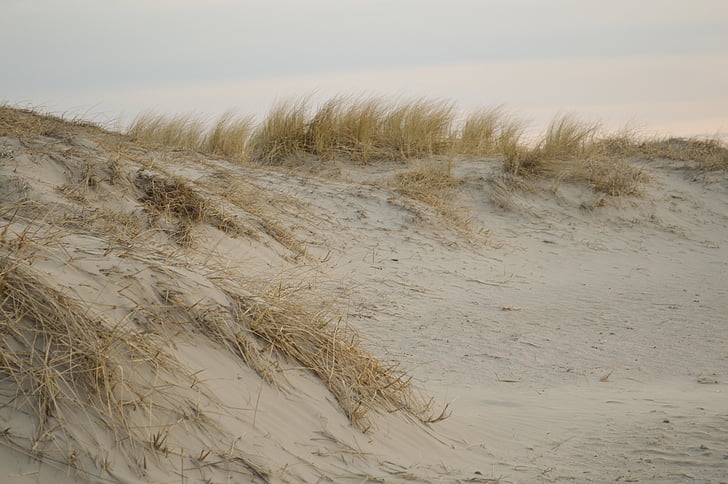 sable, plage, dunes, plante, mer du Nord, Nordfriesland, Flotsam