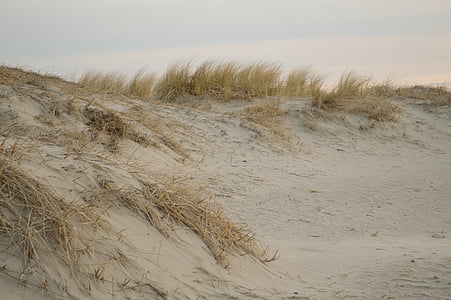 sand, beach, dunes, plant, north sea, nordfriesland, flotsam