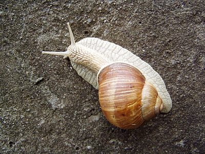 snail, burgundy snail, roman snail, edible snail, escargot, log, pulmonate gastropod