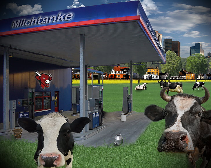 milk, petrol stations, cows, humor, funny, summer, dairy farming